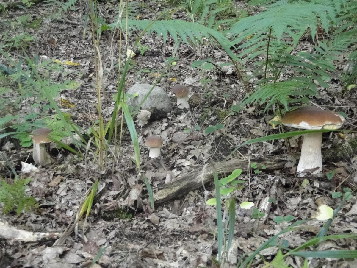 Agroturystyka Żywe Kruklanki Zewnętrze zdjęcie